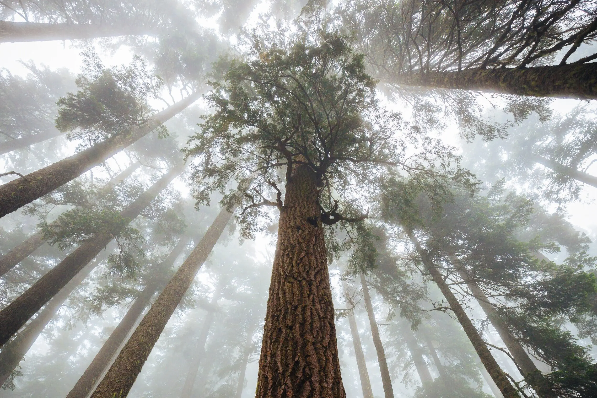 dave-rw2sFOdBszI-unsplash