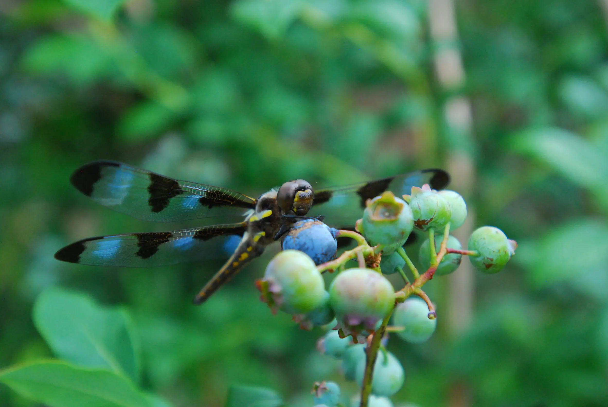 dragonfly