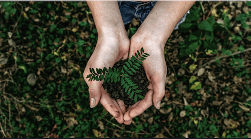 Organizational Management + Growth